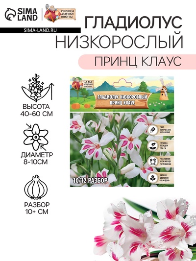 Гладиолус Низкорослый «Принц Клаус», луковица цветов в пакете с перфорацией, р-р 10+, 7 шт.
