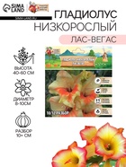 Гладиолус Низкорослый "Лас-Вегас", луковица цветов в пакете с перфорацией, р-р 10+, 7 шт. - Фото 1