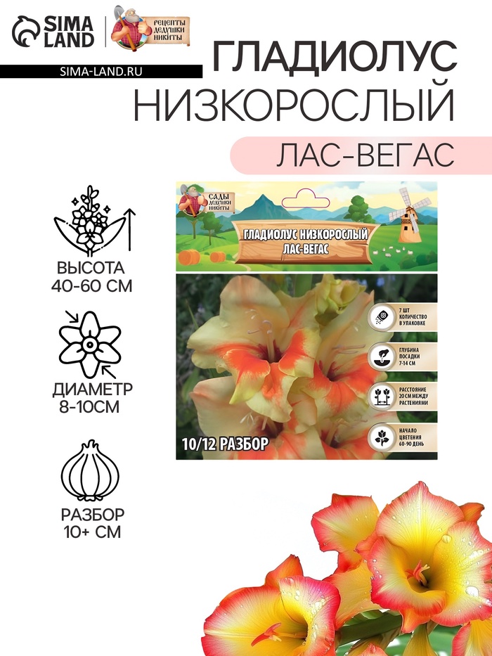 Гладиолус Низкорослый "Лас-Вегас", луковица цветов в пакете с перфорацией, р-р 10+, 7 шт. - Фото 1