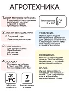 Гладиолус Низкорослый "Лас-Вегас", луковица цветов в пакете с перфорацией, р-р 10+, 7 шт. - Фото 2