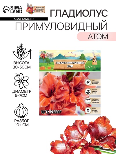 Гладиолус примуловидный «Атом», луковица цветов в пакете с перфорацией, р-р 10+, 7 шт.