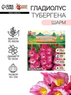Гладиолус Тубергена «Шарм», луковица цветов в пакете с перфорацией, р-р 10+, 7 шт. - Фото 1
