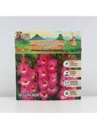 Гладиолус Тубергена «Шарм», луковица цветов в пакете с перфорацией, р-р 10+, 7 шт. - Фото 6