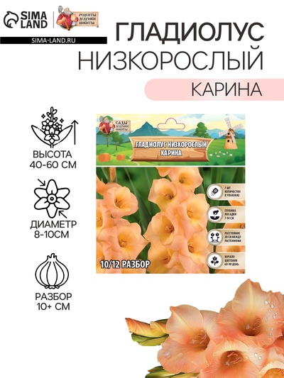 Гладиолус Низкорослый «Карина», луковица цветов в пакете с перфорацией, р-р 10+, 7 шт.