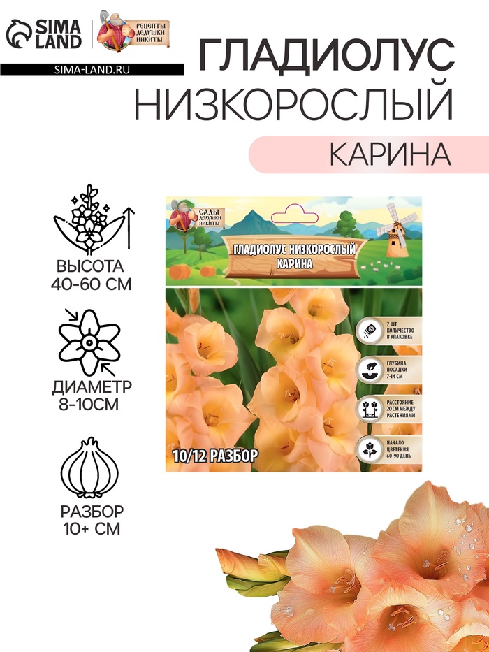 Гладиолус Низкорослый «Карина», луковица цветов в пакете с перфорацией, р-р 10+, 7 шт. - Фото 1