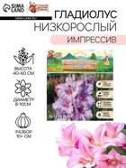 Гладиолус Низкорослый «Импрессив», луковица цветов в пакете с перфорацией, р-р 10+, 7 шт. - Фото 1