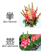 Гладиолус Низкорослый «Импрессив», луковица цветов в пакете с перфорацией, р-р 10+, 7 шт. - Фото 3