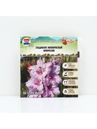 Гладиолус Низкорослый «Импрессив», луковица цветов в пакете с перфорацией, р-р 10+, 7 шт. - Фото 6