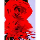 Роспись по холсту "Роза" по номерам с красками по 3 мл + кисти + инструкция + крепеж - Фото 1
