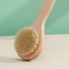 Щётка массажная для тела Доляна, с ручкой, натуральная щетина - Фото 3