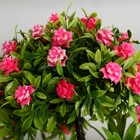 Бонсай в горшке «Деревце с мелкими цветами», 10×25 см, МИКС - Фото 2