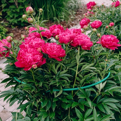 Кустодержатель, d=50 см, h=60 см, ножка d=1 см, металл, набор 2 шт., зелёный