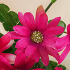 Букет "Арктотис" 26 см, микс (комплект 2 шт) - фото 24577396