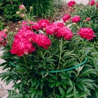 Кустодержатель, d=40 см, h=70 см, ножка d=1 см, металл, зелёный - Фото 4