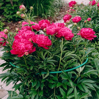 Кустодержатель, d=40 см, h=70 см, ножка d=1 см, металл, зелёный