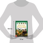 Энциклопедия детская в твёрдом переплёте «Животные России», 48 стр. - Фото 2