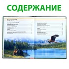 Энциклопедия детская в твёрдом переплёте «Животные России», 48 стр. - Фото 3