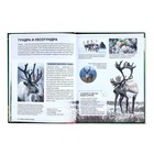 Энциклопедия детская в твёрдом переплёте «Животные России», 48 стр. - Фото 4