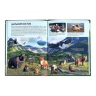 Энциклопедия детская в твёрдом переплёте «Животные России», 48 стр. - Фото 5