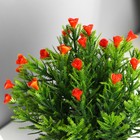 Бонсай в горшке "Остролист с цветочками" 8х18 см, микс - Фото 2