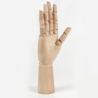 Деревянная фигура «Анатомические детали: Рука левая мужская», высота 30 см, BRAUBERG - Фото 11