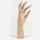 Деревянная фигура «Анатомические детали: Рука левая мужская», высота 30 см, BRAUBERG - Фото 13