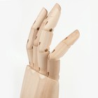 Деревянная фигура «Анатомические детали: Рука левая мужская», высота 30 см, BRAUBERG - Фото 3