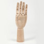 Деревянная фигура «Анатомические детали: Рука левая мужская», высота 30 см, BRAUBERG - Фото 7