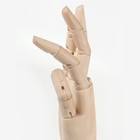 Деревянная фигура «Анатомические детали: Рука левая мужская», высота 30 см, BRAUBERG - Фото 10