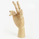 Деревянная фигура «Анатомические детали: Рука правая женская», высота 25 см, BRAUBERG - Фото 2