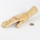 Деревянная фигура «Анатомические детали: Рука правая женская», высота 25 см, BRAUBERG - Фото 3