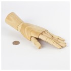 Деревянная фигура «Анатомические детали: Рука левая женская», высота 25 см, BRAUBERG - Фото 3