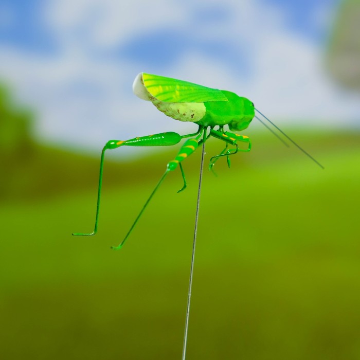 Почему кузнечик зеленый. Штекер садовый кузнечик. Большой зелёный кузнечик с длинным хвостом. Коричневый кузнечик с зелеными крыльями. Зеленая насекорка bugsnax.