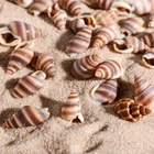 Набор ракушек, 1 - 2 см, 100 г - Фото 4