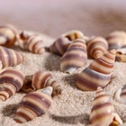 Набор ракушек, 1 - 2 см, 100 г - Фото 6