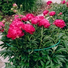 Кустодержатель, d=40 см, h=60 см, ножка d=0.3 см, металл, набор 2 шт., зелёный, Greengo - Фото 4