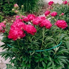 Кустодержатель, d=30 см, h=60 см, ножка d=0.3 см, металл, набор 2 шт., зелёный, Greengo - Фото 4