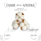 Декор для творчества «Сухие цветы хлопка» на проволоке, 3 шт. - Фото 1