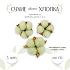 Сухие цветы хлопка, набор 3 шт., размер 1 шт. 6 × 6 см, цвет зелёный - Фото 1