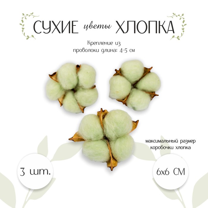 Сухие цветы хлопка, набор 3 шт., размер 1 шт. 6 × 6 см, цвет зелёный - Фото 1