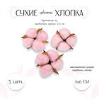 Сухие цветы хлопка, набор 3 шт., размер 1 шт. 6×6 см, розовые - Фото 1