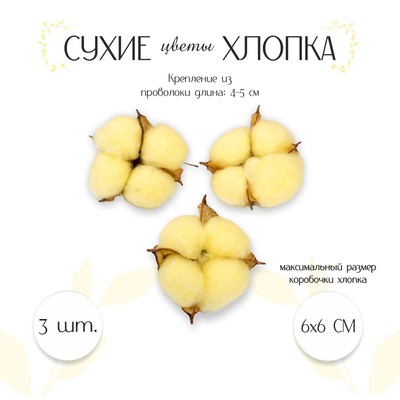 Сухие цветы хлопка, набор 3 шт., размер 1 шт. 6 × 6 см, цвет жёлтый