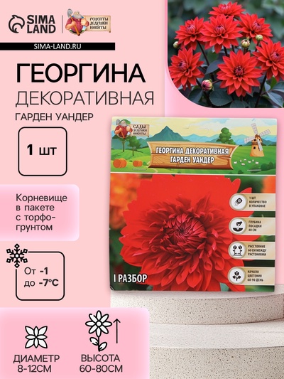 Георгина Декоративная «Гарден Уандер», клубнелуковица в упаковке, р-р I, 1 шт.
