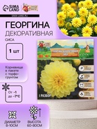 Георгина Декоративная «Сиса», клубнелуковица в упаковке, р-р I, 1 шт. - Фото 1