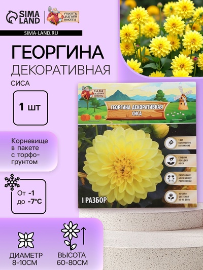Георгина Декоративная «Сиса», клубнелуковица в упаковке, р-р I, 1 шт.