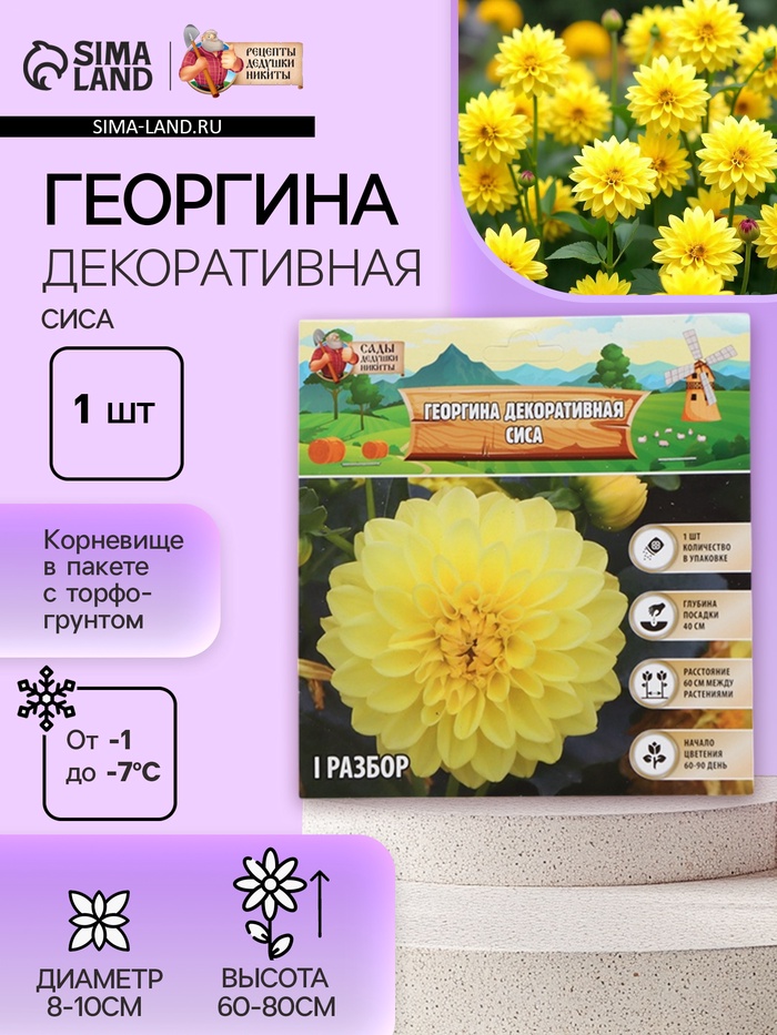 Георгина Декоративная «Сиса», клубнелуковица в упаковке, р-р I, 1 шт. - Фото 1