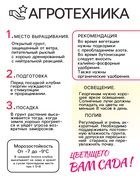 Георгина Декоративная «Сиса», клубнелуковица в упаковке, р-р I, 1 шт. - Фото 3