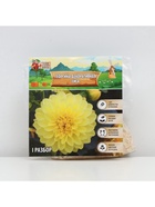 Георгина Декоративная «Сиса», клубнелуковица в упаковке, р-р I, 1 шт. - Фото 5