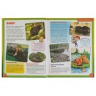 Энциклопедия для детей «Лесные животные» - Фото 3