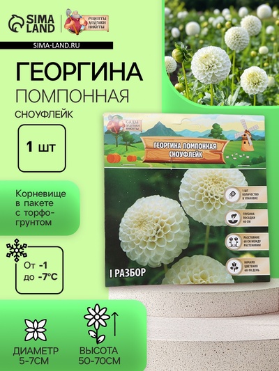 Георгина Помпонная «Сноуфлейк», клубнелуковица в упаковке, р-р см, I, 1 шт.